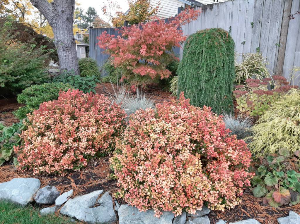 A Limoncello barberry is coloring up well in Steve Smiths yard. (Sunnyside Nursery)