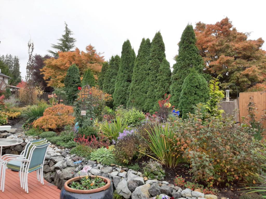 Steve Smiths yard enjoys a borrowed landscape in the form of Japanese maples on his neighbors property. (Sunnyside Nursery)