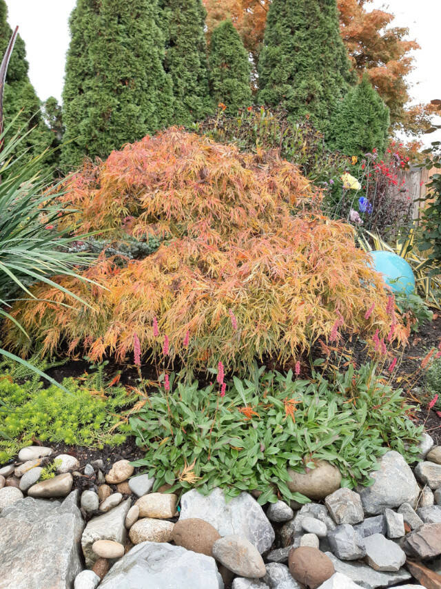 A Waterfall Japanese maple in fall color. (Sunnyside Nursery)