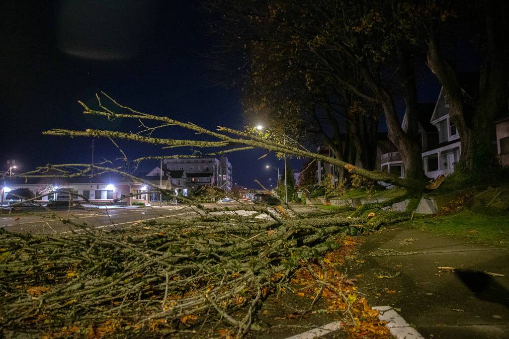 A large portion of an old tree along Colby lies in the street following a wind storm at around 1 a.m. Saturday, in Everett. (Ryan Berry / The Herald)