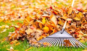 Pile of fall leaves with fan rake on lawn