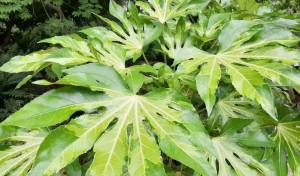 The GPP for this Friday is Fatsia japonica ‘Murakumo nishiki’ CAMOUFLAGE™, commonly called Camouflage Japanese fatsia, and the image credit goes to Richie Steffen.