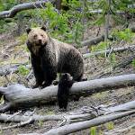 A grizzly bear keeps its cub near the Gibbon River in Yellowstone National Park, Wyo. in April, 2019. A proposal to reintroduce grizzlies in the North Cascade has returned for consideration, starting with four online public hearings. (Frank van Manen / U.S. Geological Survey via Associated Press file)