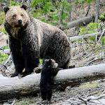 FILE - This April 29, 2019 file photo provided by the United States Geological Survey shows a grizzly bear and a cub along the Gibbon River in Yellowstone National Park, Wyo. Wildlife advocates are seeking a court order that would force U.S. officials to consider if grizzly bears should be restored to more Western states following the animals' resurgence in the Northern Rockies.  (Frank van Manen/The United States Geological Survey via AP,File)
