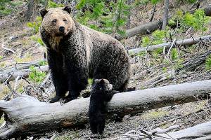 FILE - This April 29, 2019 file photo provided by the United States Geological Survey shows a grizzly bear and a cub along the Gibbon River in Yellowstone National Park, Wyo. Wildlife advocates are seeking a court order that would force U.S. officials to consider if grizzly bears should be restored to more Western states following the animals' resurgence in the Northern Rockies.  (Frank van Manen/The United States Geological Survey via AP,File)
