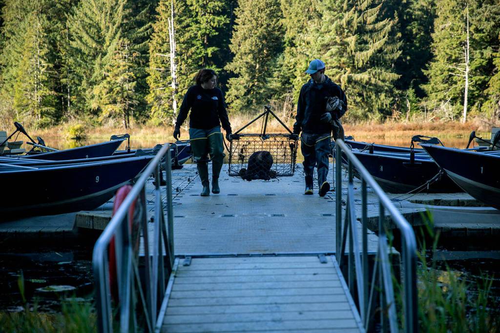 Wildlife Biologists (left) Annalei Leese and Glenn Meador, from Tulalip Tribe Natural Resources, carry a trapped North American Beaver towards a vehicle at Naval Radio Station Jim Creek, Washington, Oct. 12. The Tulalip Beaver Project relocates nuisance beavers from urban and suburban areas to hydrologically impaired tributaries in the upper Snohomish Watershed for the improvement of fish rearing habitat and fresh water storage. (U.S. Navy photo by Mass Communication Specialist 2nd Class Ethan Soto)