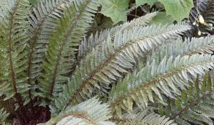 The GPP for tomorrow is Polystichum neolobatum, commonly called Asian saber fern, and the image credit goes to Richie Steffen.