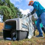 Jeff Brown, wildlife naturalist with PAWS, pulls back a sheet to allow a rehabilitated red-tailed hawk back into the wild Wednesday, Nov. 23, 2022, at Evergreen Cemetery in Everett, Washington. (Ryan Berry / The Herald)