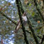 A young red-tailed hawk takes a moment in a nearby tree after being released from a carrier Wednesday, Nov. 23, 2022, at Evergreen Cemetery in Everett, Washington. (Ryan Berry / The Herald)