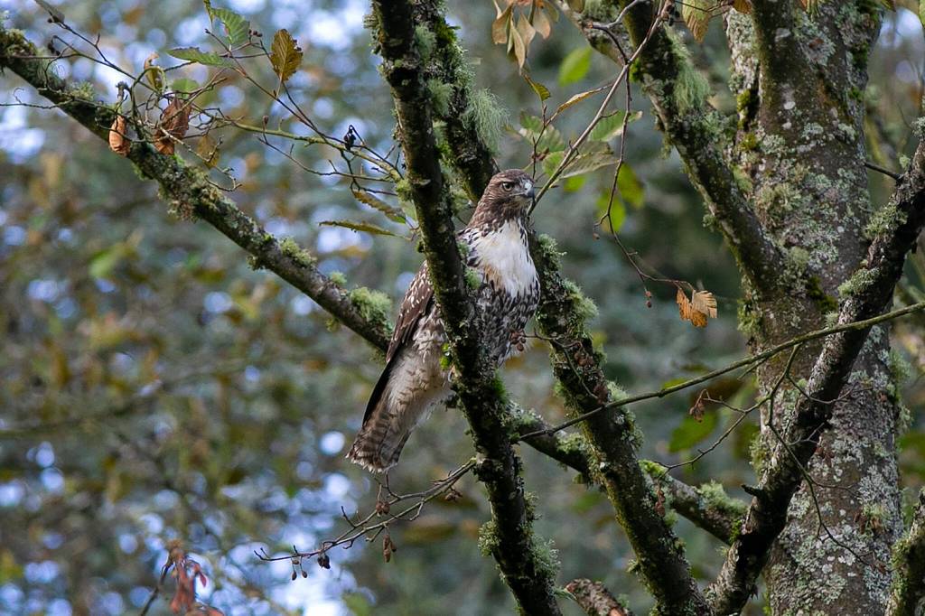 A young red-tailed hawk takes a moment in a nearby tree after being released from a carrier Wednesday, Nov. 23, 2022, at Evergreen Cemetery in Everett, Washington. (Ryan Berry / The Herald)