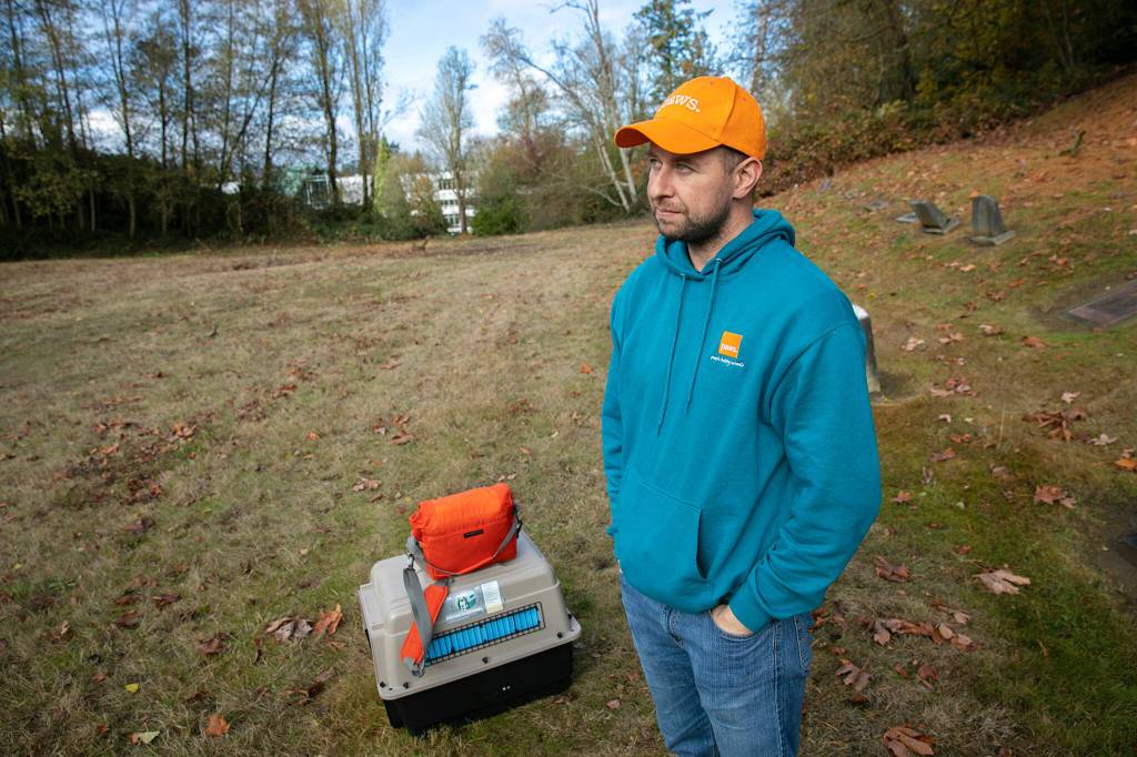 Jeff Brown, wildlife naturalist with PAWS, watches as a rehabilitated red-tailed hawk he released flies to a tree and pesters some crows Wednesday, Nov. 23, 2022, at Evergreen Cemetery in Everett, Washington. (Ryan Berry / The Herald)