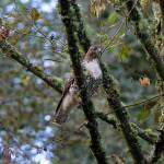 A young red-tailed hawk takes a moment in a nearby tree after being released from a carrier Wednesday, Nov. 23, 2022, at Evergreen Cemetery in Everett, Washington. (Ryan Berry / The Herald)
