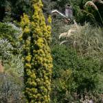 Taxus baccata Standishii, commonly called Standishii golden yew. (Richie Steffen)