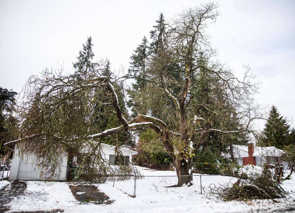 A large piece of a splintered tree rests on the roof of a house along 66th Avenue West on Wednesday, Nov. 30, 2022 in Mountlake Terrace, Washington. (Olivia Vanni / The Herald)