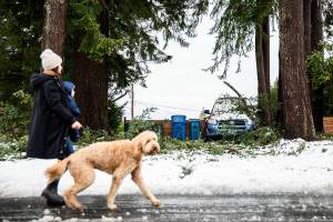 People walk by downed branches that landed on a car along 92nd Avenue on Wednesday, Nov. 30, 2022 in Edmonds, Washington. (Olivia Vanni / The Herald)