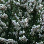 Erica × darleyensis ‘White Perfection'. (Richie Steffen)