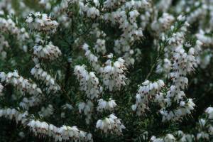 Erica × darleyensis ‘White Perfection'. (Richie Steffen)