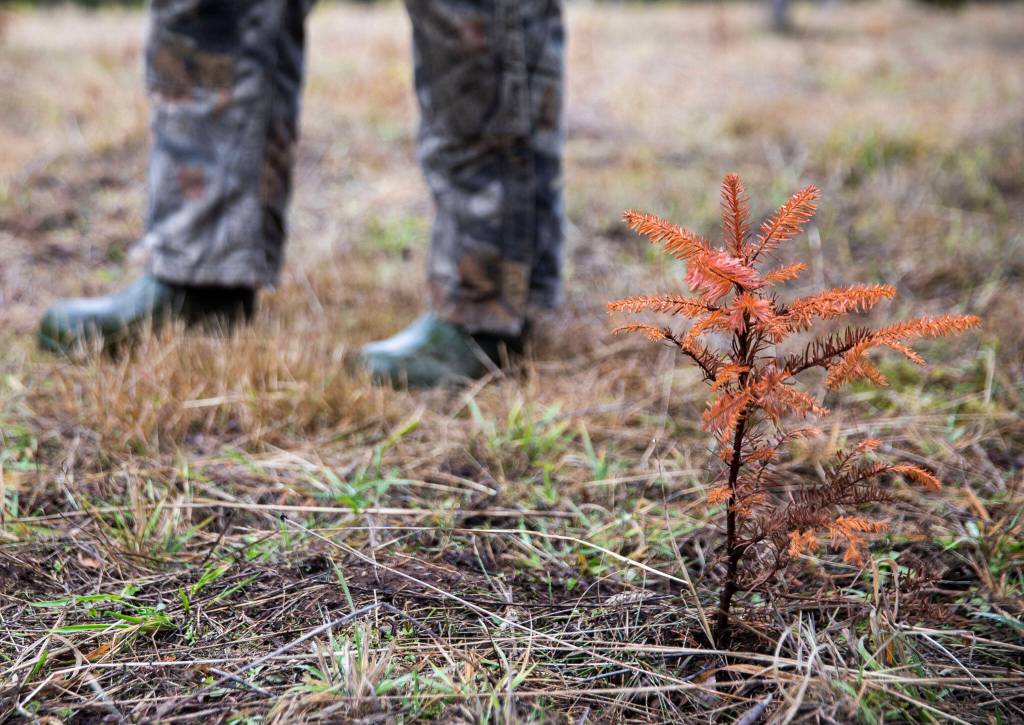 A small dead tree shoot is visible at Pilchuck Secret Valley Tree Farm on Monday, in Arlington. Many of the young trees were severely effected by the extended dry spell this summer. (Olivia Vanni / The Herald)