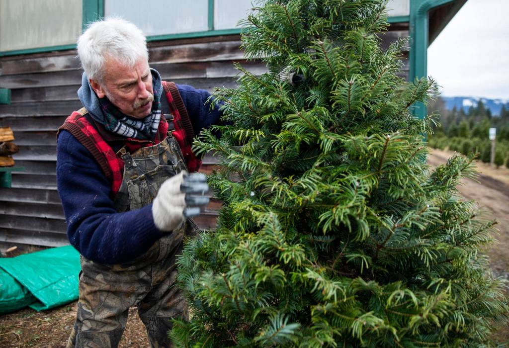 Pilchuck Secret Valley Tree Farm owner Paul Dierck shakes and clears loose debris off a tree for a customer on Monday, in Arlington. (Olivia Vanni / The Herald)