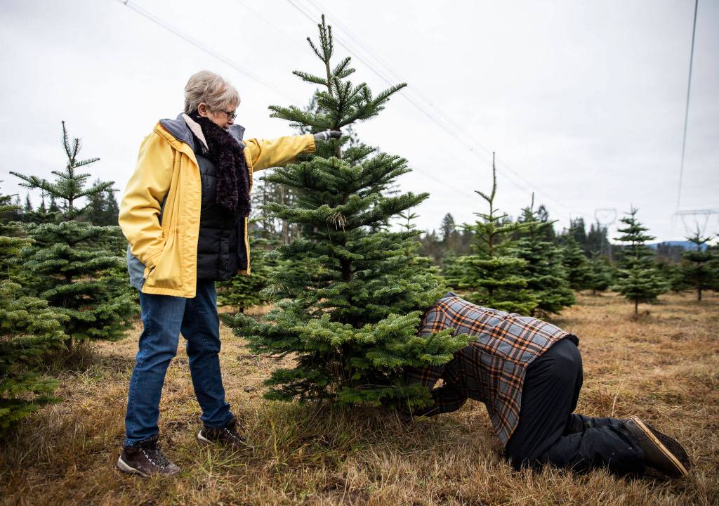 Sheri and Karl Wiedersophn cut down their Noble Fir Christmas tree at Pilchuck Secret Valley Tree Farm on Monday, in Arlington. (Olivia Vanni / The Herald)