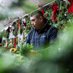 Franco Montano works on putting together a wreath at his workshop on Dec. 5, in Monroe. (Olivia Vanni / The Herald)
