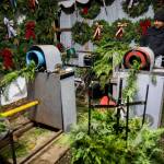 Hector Rodriguez runs the garland wrapping machine on Dec. 5, in Monroe. (Olivia Vanni / The Herald)