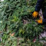 Franco Montano works on putting together a wreath at his workshop on Dec. 5, in Monroe. (Olivia Vanni / The Herald)