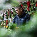 Franco Montano works on putting together a wreath at his workshop on Monday, Dec. 5, 2022 in Monroe, Washington. (Olivia Vanni / The Herald)