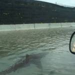 The fact-checking site Snopes has determined that this image, supposedly of a shark swimming along a highway after a hurricane, was a faked image, created as a hoax. Its been used repeatedly as far back as 2011. (Snopes.com)