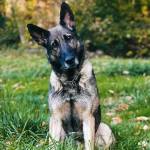 K9 Officer in training. - Photo courtesy of Snohomish County K9 Foundation