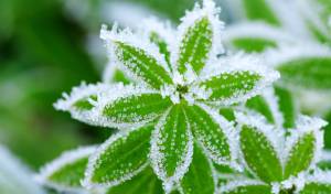 abstract background from a grass covered with hoarfrost