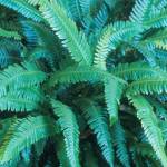 Blechnum spicant, commonly called deer fern. (Richie Steffen)