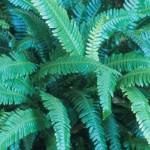 The GPP for this Friday is Blechnum spicant, commonly called deer fern, and the image credit goes to Richie Steffen.