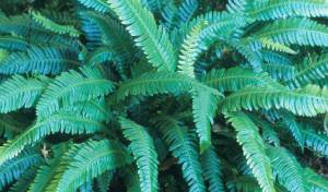 The GPP for this Friday is Blechnum spicant, commonly called deer fern, and the image credit goes to Richie Steffen.
