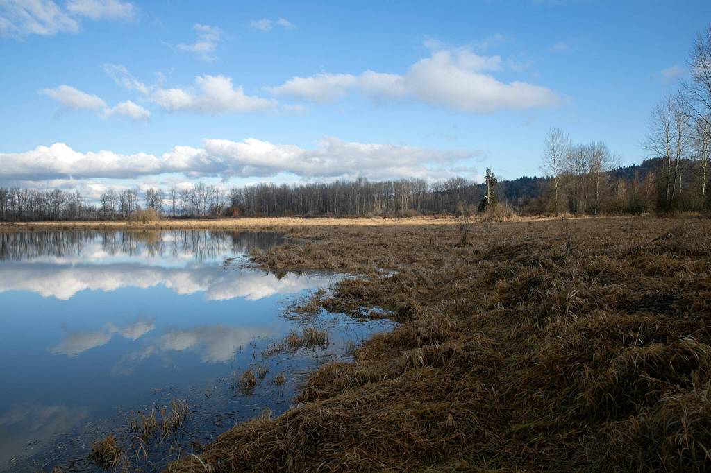 Shadow Lake, left, meets the floodplain separating it from the Snohomish River on Dec. 14, at Bob Heirman Wildlife Park at Thomas Eddy, in Snohomish. (Ryan Berry / The Herald)