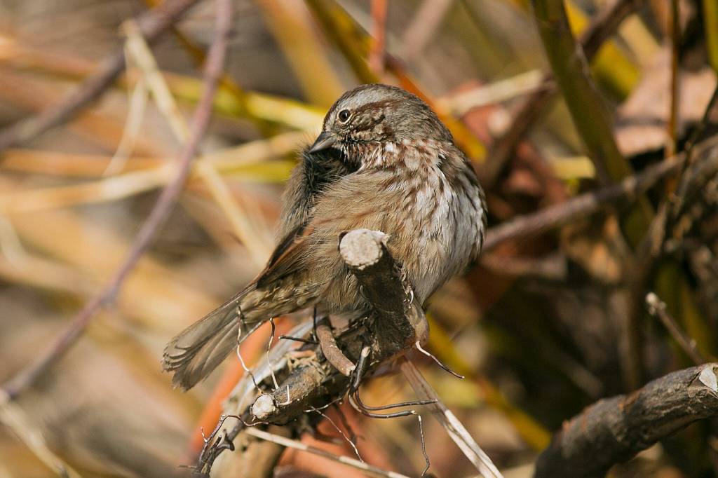 A song sparrow preens itself while perched alongside the Snohomish River Dec. 14, at Bob Heirman Wildlife Park at Thomas Eddy, in Snohomish. (Ryan Berry / The Herald)