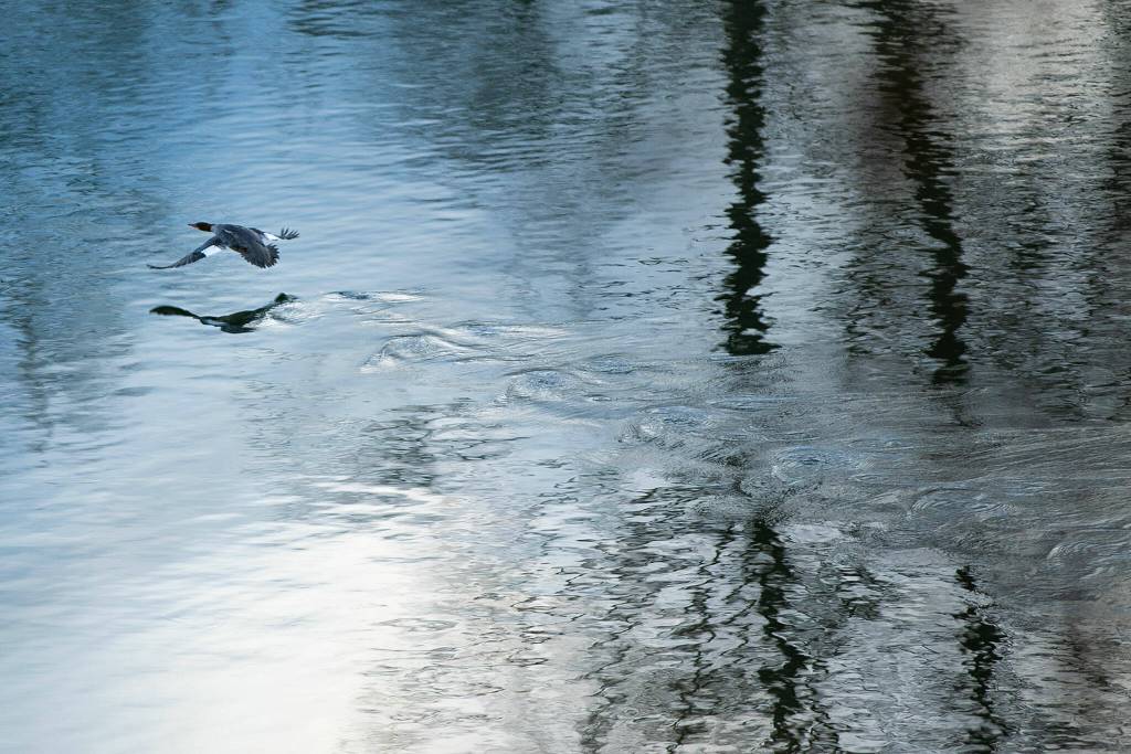 A female common merganser speeds off along the Snohomish River on Dec. 14, at Bob Heirman Wildlife Park at Thomas Eddy, in Snohomish. (Ryan Berry / The Herald)