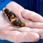 FILE - In this Oct. 24, 2020, file photo, a Washington state Department of Agriculture worker holds two of the dozens of Asian giant hornets vacuumed from a tree in Blaine, Wash. Authorities say they've found the first Asian giant hornet nest of 2021 in a rural area east of Blaine. State entomologists will now develop a plan to eradicate the nest. (AP Photo/Elaine Thompson, File)