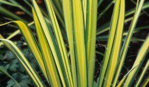 The GPP for tomorrow is Yucca filamentosa 'Color Guard', and the image credit goes to Richie Steffen.