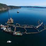 A crane and boats are anchored next to a collapsed net pen used by Cooke Aquaculture Pacific to farm Atlantic Salmon near Cypress Island in Washington on Aug. 28, 2017, after a failure of the nets allowed tens of thousands of the nonnative fish to escape. (David Bergvall / Washington State Department of Natural Resources via AP, File)