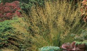 Molinia caerulea ssp. caerulea 'Moorflamme', commonly called Moorflamme purple moor grass, and the image credit goes to Richie Steffen.