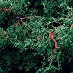 Chamaecyparis obtusa 'Coralliformis' (Richie Steffen)