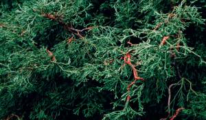 Chamaecyparis obtusa 'Coralliformis' (Richie Steffen)
