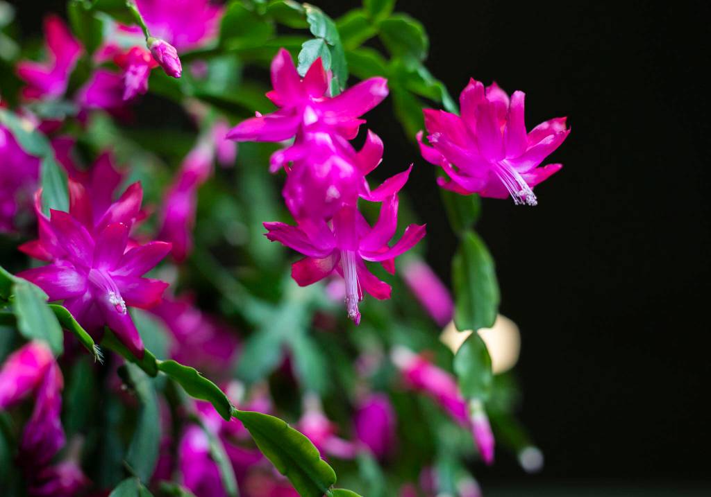 Gary blooms in Mountlake Terrace. (Olivia Vanni / The Herald)
