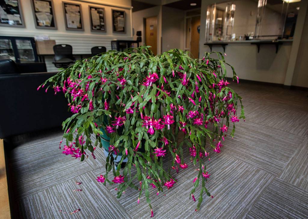Gary, the blooming cactus, lights up the lobby of the Mountlake Terrace Police Department. (Olivia Vanni / The Herald)