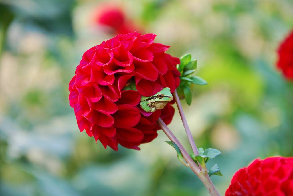 Lambs farm east of Snohomish is a frog hotspot pretty much year-round, she says. (Allison Lamb)