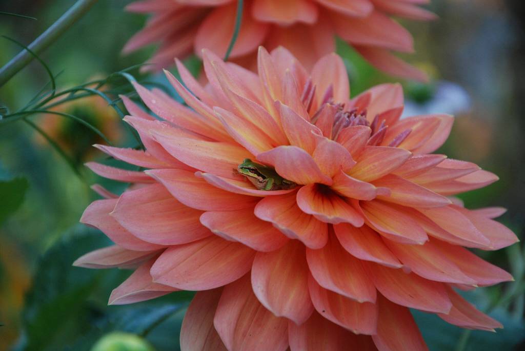 The frogs diet of bugs makes them a natural pest control. (Allison Lamb)