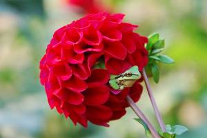 Snohomish Lavender Farm in Snohomish, WA (Allison Lamb)