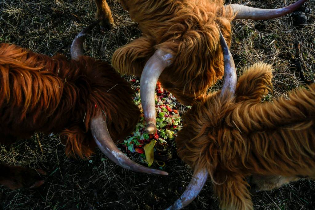 Highland cattle owned by Scott Luckie, 37 and Tara Luckie, 38, munch on table scraps at Luckie Farms on Wednesday, in Lake Stevens. The couple keep many of the Highland cattle as pets, but also raise some for others as meat. (Annie Barker / The Herald)