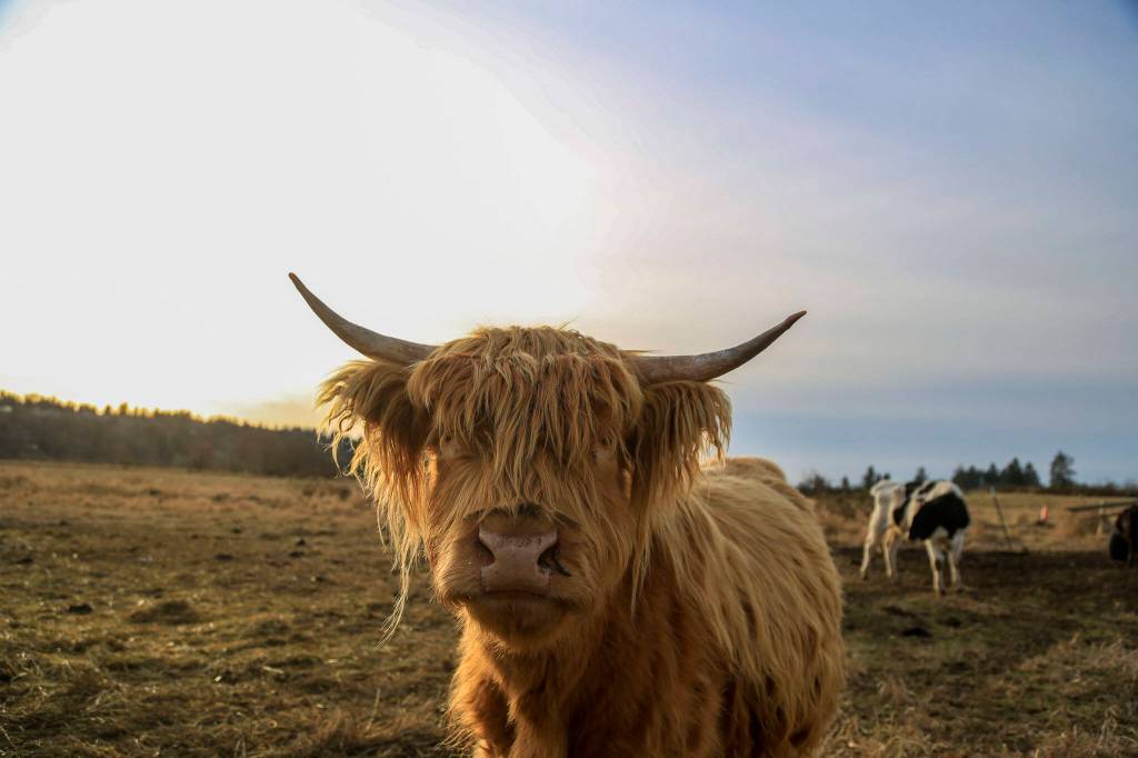 Scott Luckie, 37 and Tara Luckies, 38, Highland cattle graze at Luckie Farms on Wednesday, in Lake Stevens. The couple keep many of the Highland cattle as pets, but also raise some for others as meat. (Annie Barker / The Herald)